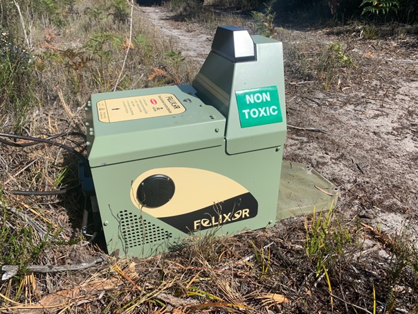 An Eastern Quoll collared with a GPS